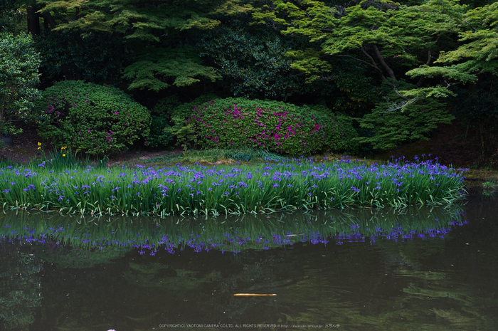 長岳寺,カキツバタ(PK3_4799,35 mm,F5,K3)2015yaotomi 1.jpg