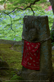 長岳寺,カキツバタ(PK3_4818,108 mm,F9,K3)2015yaotomi.jpg