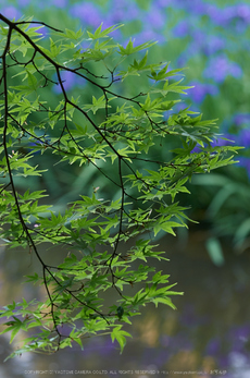 長岳寺,カキツバタ(PK3_4843,118 mm,F4.5,K3)2015yaotomi.jpg