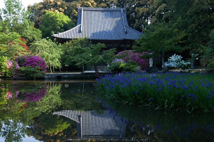 長岳寺,カキツバタ(PK3_4853,28 mm,F6.3,K3)2015yaotomi.jpg