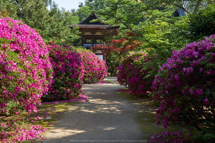 長岳寺,カキツバタ(PK3_4876,31 mm,F7.1,K3)2015yaotomi.jpg