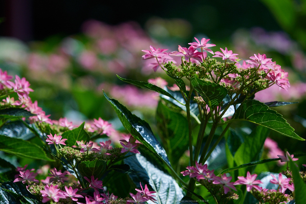 三室戸寺,紫陽花(PEM10004,106 mm,F2.8)2015yaotomi_.jpg