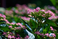 三室戸寺,紫陽花(PEM10004,106 mm,F2.8,full)2015yaotomi_.jpg