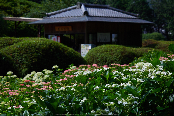 三室戸寺,紫陽花(PEM10015,40 mm,F3.2)2015yaotomi_.jpg