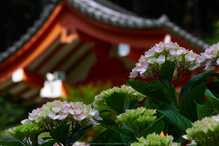 三室戸寺,紫陽花(PEM10018,85 mm,F7.1)2015yaotomi_.jpg