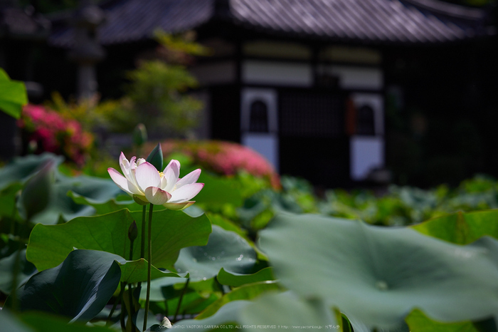 三室戸寺,紫陽花(PEM10045,64 mm,F3.5)2015yaotomi_.jpg