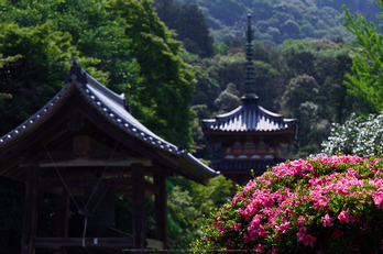 三室戸寺,紫陽花(PEM10051,50 mm,F5.6)2015yaotomi_.jpg