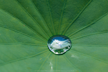 三室戸寺,紫陽花(PEM10059,150 mm,F6.3)2015yaotomi_.jpg