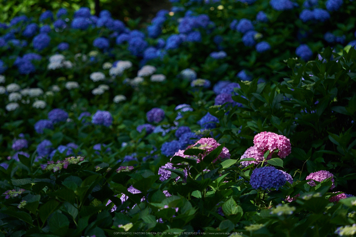 三室戸寺,紫陽花(PEM10064,125 mm,F2.8)2015yaotomi_.jpg