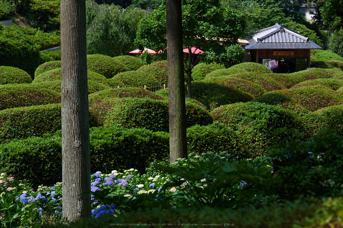 三室戸寺,紫陽花(PEM10072,62 mm,F4)2015yaotomi_.jpg