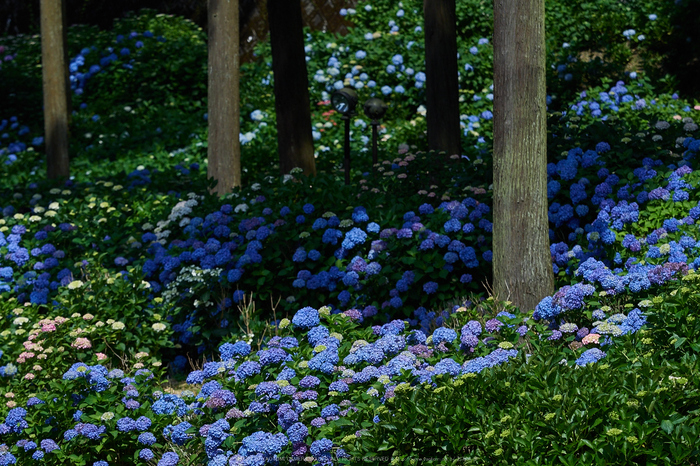 三室戸寺,紫陽花(PEM10086,115 mm,F4)2015yaotomi_.jpg
