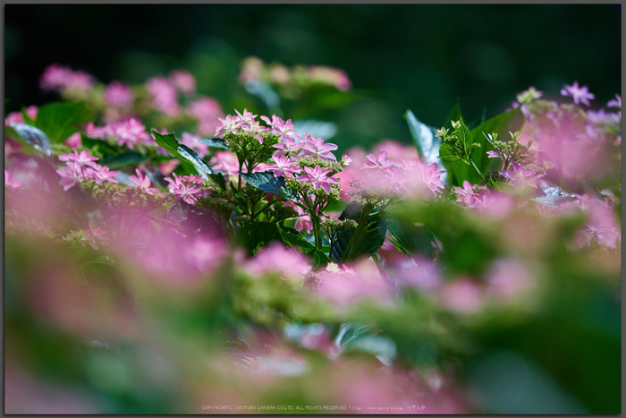 三室戸寺,紫陽花(PEM10094,150-mm,F2.8)2015yaotomi_T.jpg