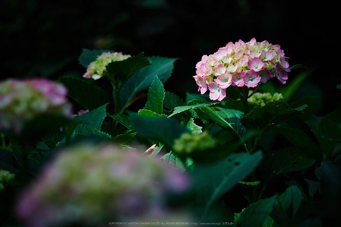 三室戸寺,紫陽花(PEM10107,85 mm,F2.8)2015yaotomi_.jpg