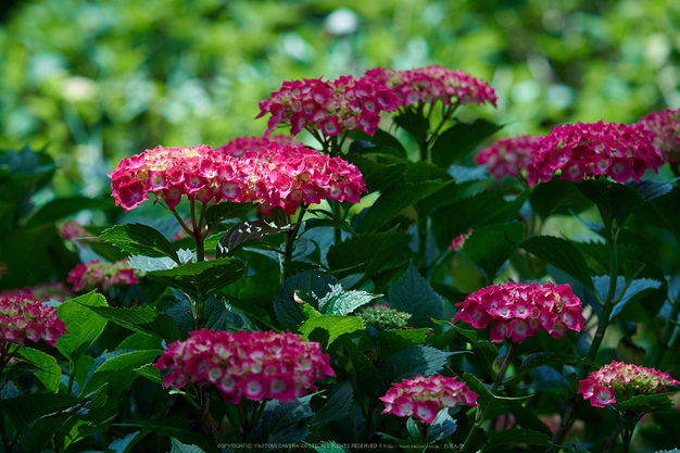 三室戸寺,紫陽花(PEM10109,97 mm,F2.8)2015yaotomi_.jpg