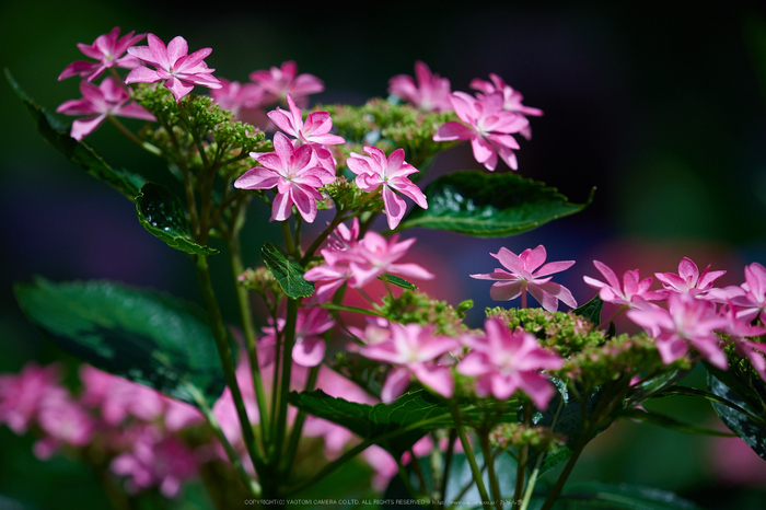 三室戸寺,紫陽花(PEM10112,135 mm,F2.8)2015yaotomi_.jpg