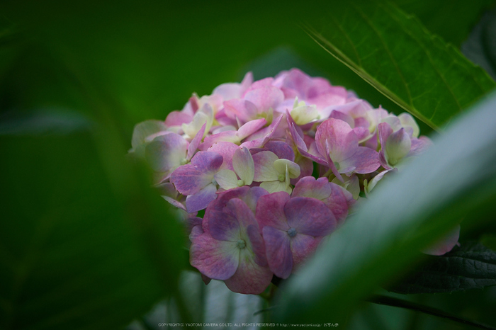 三室戸寺,紫陽花(PEM10136,100 mm,F2.8)2015yaotomi_.jpg