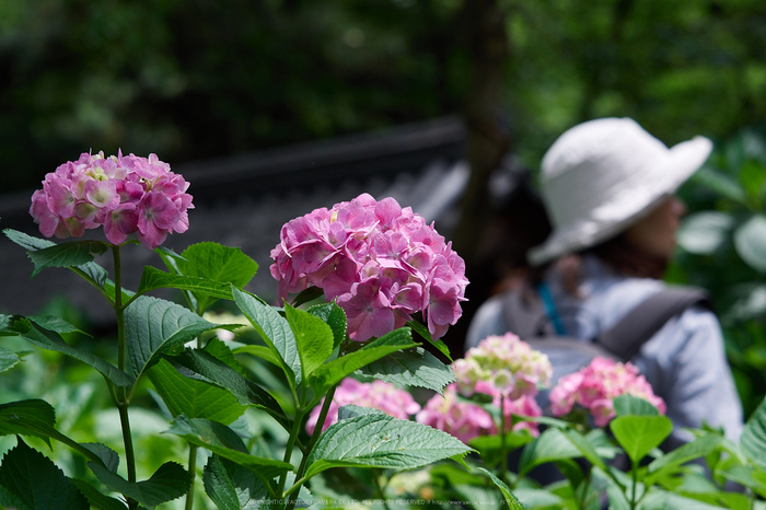 三室戸寺,紫陽花(PEM10143,57 mm,F4)2015yaotomi_.jpg