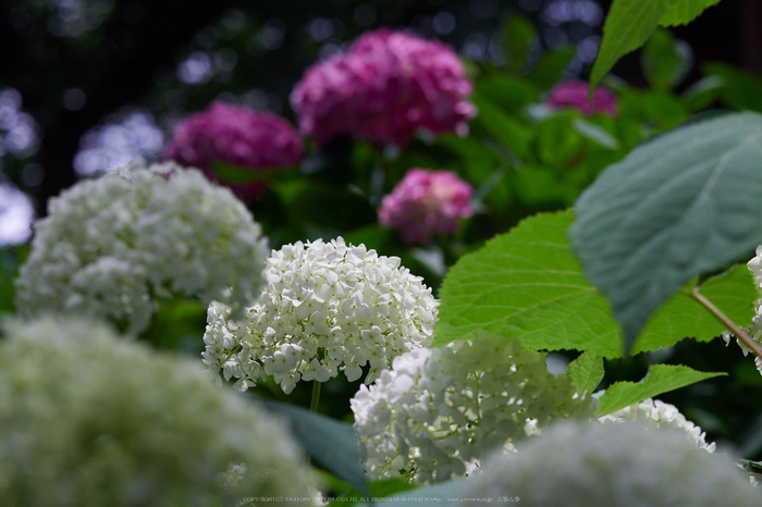 三室戸寺,紫陽花(PEM10150,57 mm,F4.5)2015yaotomi_.jpg