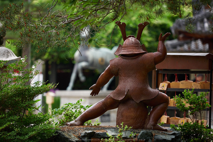 三室戸寺,紫陽花(PEM10164,142 mm,F2.8)2015yaotomi_.jpg