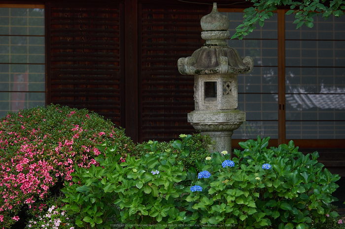 三室戸寺,紫陽花(PEM10170,82 mm,F2.8)2015yaotomi_.jpg