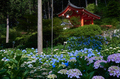 三室戸寺,紫陽花(_6070025,17 mm,F5.6,full)2015yaotomi_.jpg