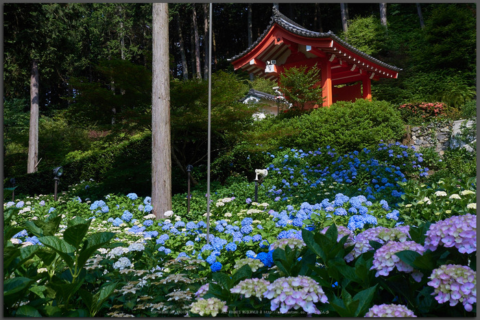 三室戸寺,紫陽花(_6070025,17-mm,F5.6)2015yaotomi_T.jpg