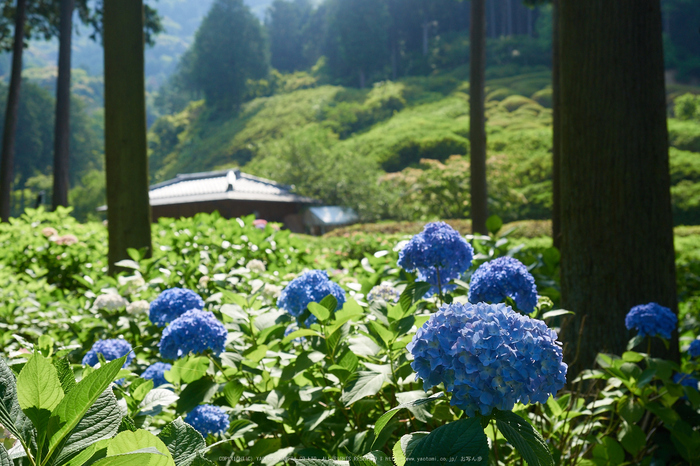 三室戸寺,紫陽花(_6070034,27 mm,F4.5)2015yaotomi_.jpg