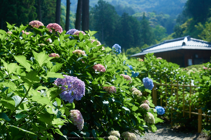 三室戸寺,紫陽花(_6070039,F3.5,31 mm)2015yaotomi_.jpg