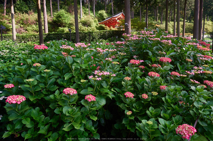 三室戸寺,紫陽花(_6070047,12 mm,F5.6)2015yaotomi_.jpg