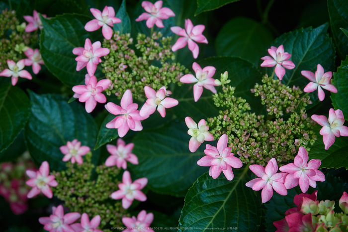 三室戸寺,紫陽花(_6070057,F3.2,25 mm)2015yaotomi_.jpg