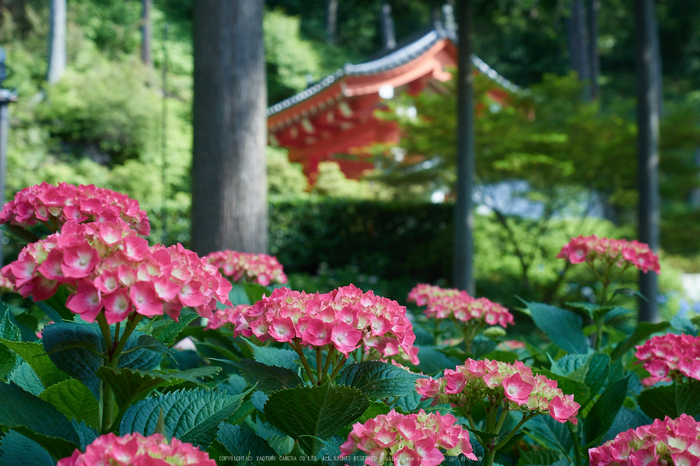 三室戸寺,紫陽花(_6070062,34 mm,F5)2015yaotomi_.jpg