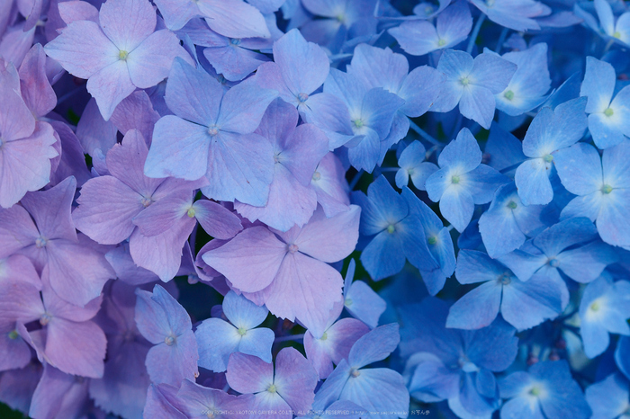 三室戸寺,紫陽花(_6070069,F6.3,35 mm)2015yaotomi_.jpg