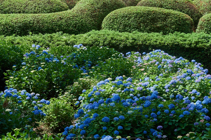 三室戸寺,紫陽花(_6070089,F5,40 mm)2015yaotomi_.jpg