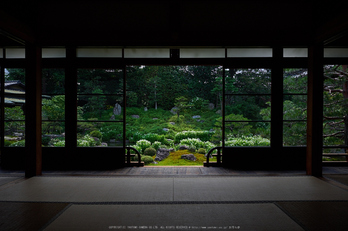 両足院,半夏生(PEM10006,12 mm,F5.6)2015yaotomi_ 3.jpg