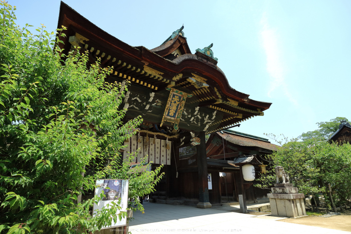 北野天満宮,御土居の青もみじ(IMG_0465,13 mm,F7.1)2015yaotomi_ 1.jpg