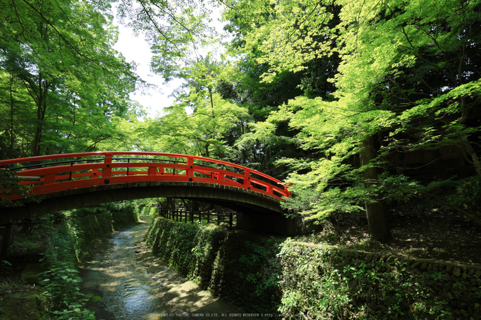 北野天満宮,御土居の青もみじ(IMG_0484,11 mm,F8)2015yaotomi_.jpg