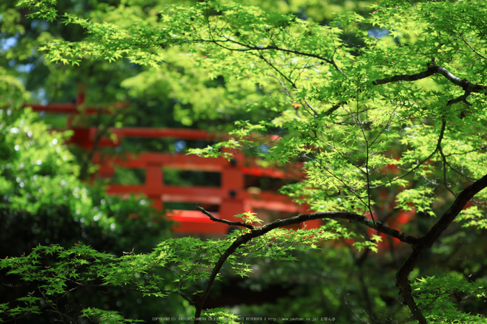 北野天満宮,御土居の青もみじ(IMG_0503,100 mm,F2.8)2015yaotomi_.jpg