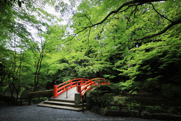 北野天満宮,御土居の青もみじ(IMG_0526,11 mm,F4)2015yaotomi_.jpg