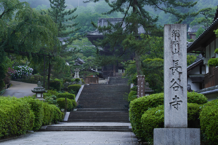 奈良,長谷寺,紫陽花(P1010203,40 mm,F7.1)2015yaotomi_.jpg