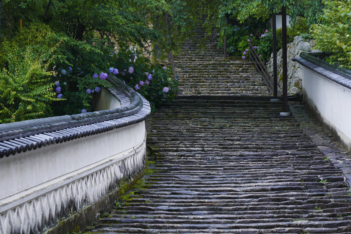 奈良,長谷寺,紫陽花(P1010211,61 mm,F8)2015yaotomi_.jpg