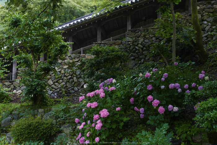 奈良,長谷寺,紫陽花(P1010218,21 mm,F8)2015yaotomi_.jpg