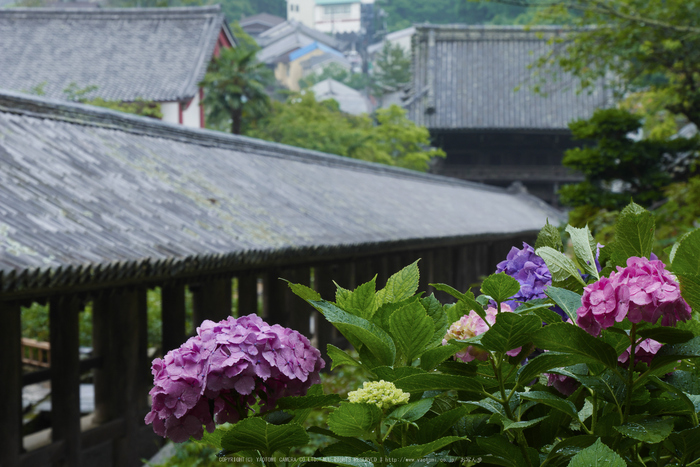 奈良,長谷寺,紫陽花(P1010226,55 mm,F9)2015yaotomi_.jpg