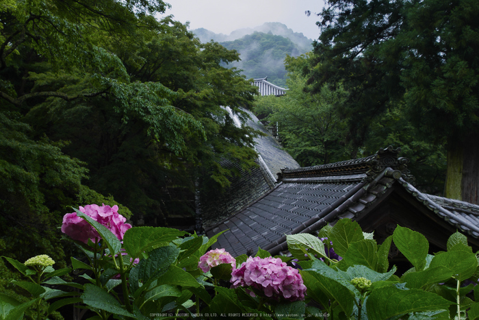 奈良,長谷寺,紫陽花(P1010232,19 mm,F9)2015yaotomi_.jpg