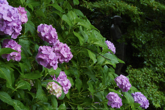 奈良,長谷寺,紫陽花(P1010239,40 mm,F10)2015yaotomi_.jpg