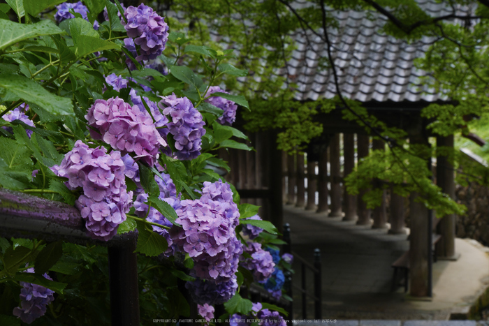 奈良,長谷寺,紫陽花(P1010245,55 mm,F9)2015yaotomi_.jpg