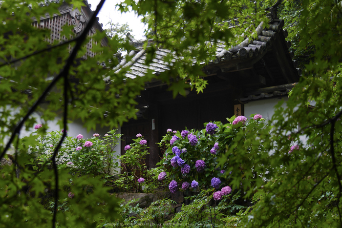 奈良,長谷寺,紫陽花(P1010250,30 mm,F4.5)2015yaotomi_.jpg