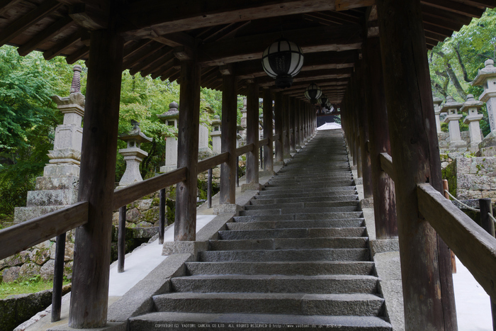 奈良,長谷寺,紫陽花(P1010255,14 mm,F9)2015yaotomi_.jpg