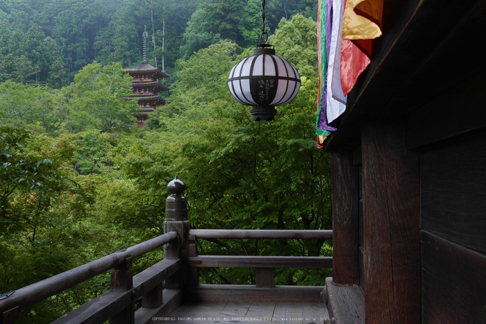 奈良,長谷寺,紫陽花(P1010278,21 mm,F9)2015yaotomi_.jpg