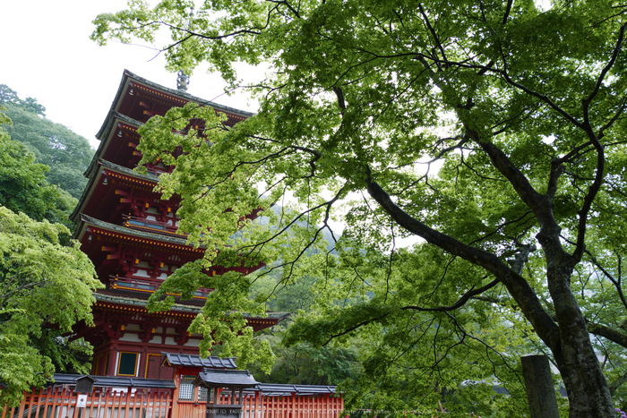 奈良,長谷寺,紫陽花(P1010292,14 mm,F8)2015yaotomi_.jpg