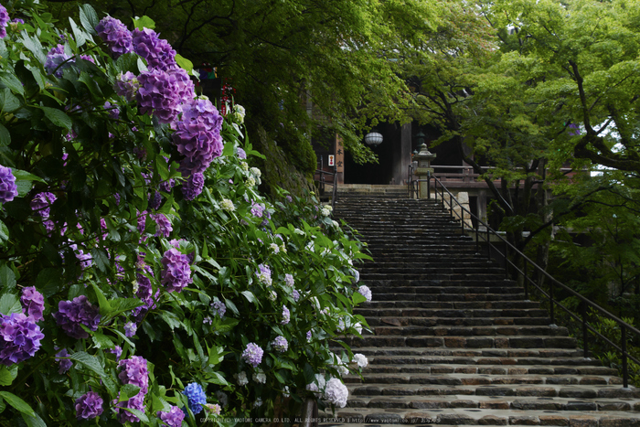 奈良,長谷寺,紫陽花(P1010304,21 mm,F9)2015yaotomi_.jpg